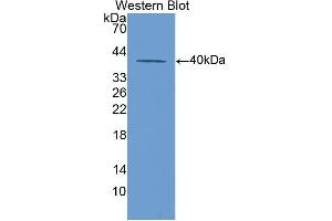 Western Blotting (WB) image for anti-Keratin 20 (KRT20) (AA 75-382) antibody (ABIN5013827)