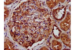 IHC image of ABIN7158045 diluted at 1:400 and staining in paraffin-embedded human kidney tissue performed on a Leica BondTM system. (LRPPRC Antikörper  (AA 901-1036))