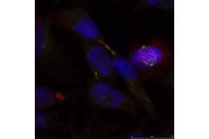 Immunofluorescence staining of methanol-fixed HeLa cells using Elk-1 (Ab-389) antibody (E021037, Red) (ELK1 Antikörper)