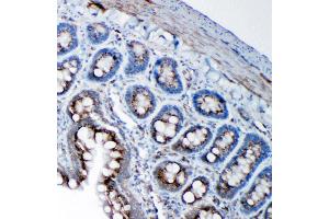 Anti-SSR3 antibody, IHC(P) IHC(P): Rat Intestine Tissue (SSR3 Antikörper  (N-Term))