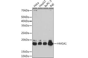 Western blot analysis of extracts of various cell lines, using HMG Rabbit mAb (ABIN7267646) at 1:1000 dilution. (HMGA1 Antikörper)