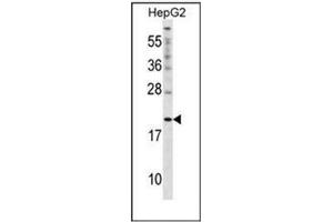 Western blot analysis of Cytoglobin (N-term) in HepG2 cell line lysates (35ug/lane). (CYGB Antikörper  (N-Term))