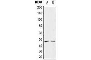 Western blot analysis of SH3GLB2 expression in U87 (A), HY926 (B) whole cell lysates. (SH3GLB2 Antikörper  (Center))