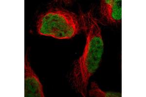 Immunofluorescent staining of human cell line U-2 OS shows localization to nucleoplasm. (QKI Antikörper  (AA 163-311))