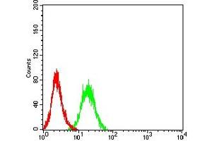 Flow cytometric analysis of HL-60 cells using CD202B mouse mAb (green) and negative control (red). (TEK Antikörper  (AA 571-748))