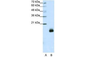 RPS14 antibody used at 1. (RPS14 Antikörper  (N-Term))