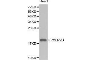 Western Blotting (WB) image for anti-Polymerase (RNA) II (DNA Directed) Polypeptide D (POLR2D) antibody (ABIN1874184) (POLR2D Antikörper)