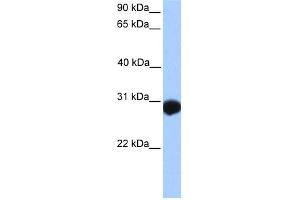 WB Suggested Anti-SLAMF6 Antibody Titration:  0.