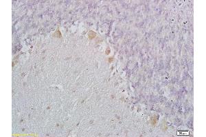 Formalin-fixed and paraffin embedded mouse brain labeled with Anti-C1QL1 Polyclonal Antibody, Unconjugated (ABIN1385147) at 1:200 followed by conjugation to the secondary antibody and DAB staining (C1ql1 Antikörper  (AA 40-90))