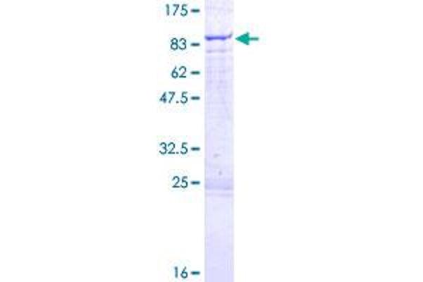 MARS2 Protein (AA 1-593) (GST tag)