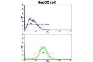 Flow cytometric analysis of HepG2 cells using FTH1 Antibody (C-term)(bottom histogram) compared to a negative control cell (top histogram). (FTH1 Antikörper  (C-Term))
