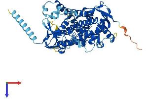CYP21A2 Protein (AA 1-487) (His tag)