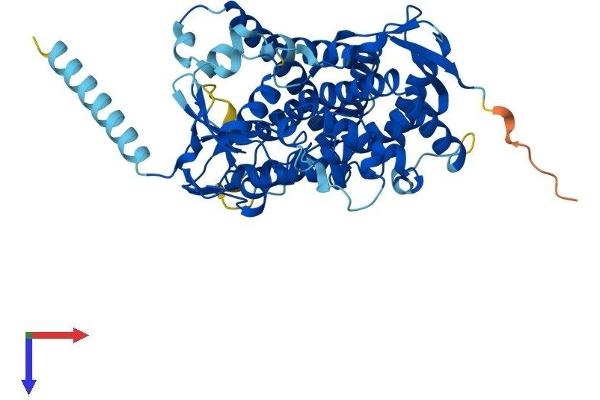 CYP21A2 Protein (AA 1-487) (His tag)