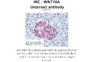 Image no. 1 for anti-Wingless-Type MMTV Integration Site Family, Member 10A (WNT10A) (Internal Region) antibody (ABIN1740818) (WNT10A Antikörper  (Internal Region))