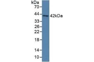 Detection of PON3 in Human Serum using Polyclonal Antibody to Paraoxonase 3 (PON3) (PON3 Antikörper  (AA 2-354))
