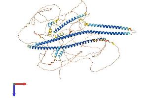 Angiomotin Protein (AMOT) (AA 1-1084) (His tag)