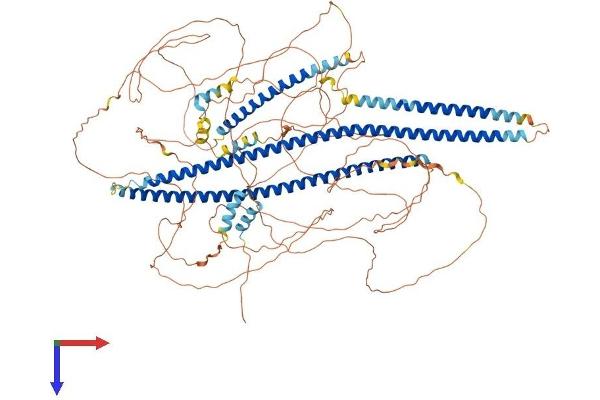 Angiomotin Protein (AMOT) (AA 1-1084) (His tag)