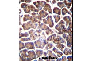 GNAS Antibody (C-term) (ABIN656989 and ABIN2850497) immunohistochemistry analysis in formalin fixed and paraffin embedded human pancreas tissue followed by peroxidase conjugation of the secondary antibody and DAB staining. (GNAS Antikörper  (C-Term))