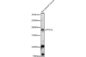 Western blot analysis of extracts of Rat skeletal muscle, using PTCH1 antibody (ABIN7269184) at 1:1000 dilution. (Patched 1 Antikörper  (AA 770-970))