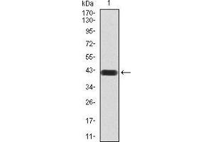 Western blot analysis using MMP14 mAb against human MMP14 (AA: 112-246) recombinant protein.