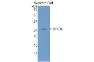 Western Blotting (WB) image for anti-Angiopoietin 4 (ANGPT4) (AA 271-491) antibody (ABIN5662049) (Angiopoietin 4 Antikörper  (AA 271-491))
