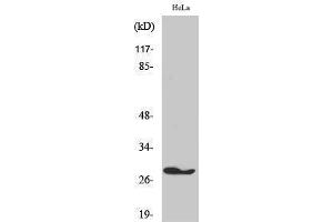 Western Blotting (WB) image for anti-Fas (TNFRSF6)-Associated Via Death Domain (FADD) (Tyr397) antibody (ABIN3175046) (FADD Antikörper  (Tyr397))