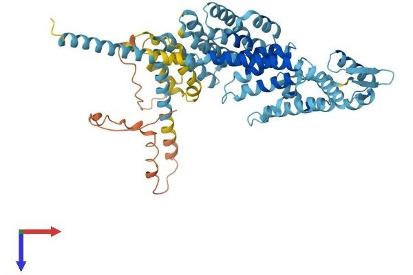 PSMD3 Protein (AA 1-530) (His tag)