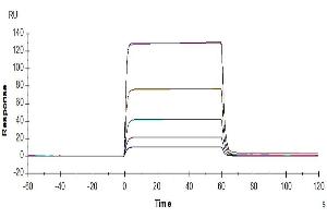 Surface Plasmon Resonance (SPR) image for CD58 (CD58) (AA 29-215) protein (Fc Tag) (ABIN7274195)