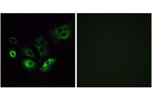Immunofluorescence analysis of A549 cells, using OR4Q3 Antibody. (OR4Q3 Antikörper  (AA 264-313))
