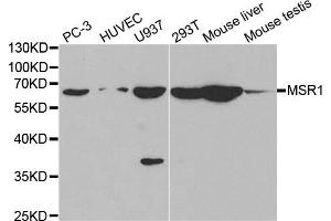 Western blot analysis of extracts of various cell lines, using MSR1 antibody. (Macrophage Scavenger Receptor 1 Antikörper)