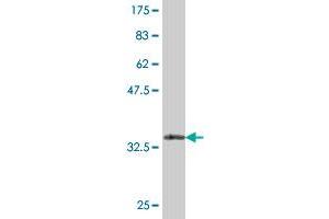 Western Blot detection against Immunogen (33. (CDS2 Antikörper  (AA 1-67))