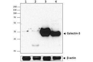 Western Blotting (WB) image for anti-Galectin 3 (LGALS3) antibody (ABIN2665256) (Galectin 3 Antikörper)