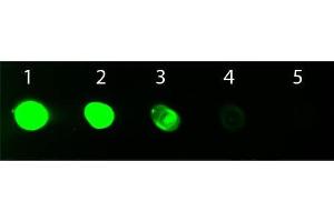 Dot Blot of Goat anti-Rat IgG Fc Antibody Fluorescein Conjugated. (Ziege anti-Ratte IgG (Fc Region) Antikörper (FITC) - Preadsorbed)