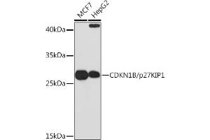 Western blot analysis of extracts of various cell lines, using CDKN1B/p27KIP1 Rabbit pAb (ABIN3020889, ABIN3020890, ABIN3020891 and ABIN6213779) at 1:1000 dilution.