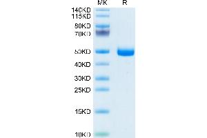 Mouse GFRA3 on Tris-Bis PAGE under reduced condition. (GFRA3 Protein (AA 29-379) (His tag))