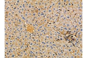 FCRL2 Antibody at 1/100 staining mouse liver tissue by IHC-P. (FCRL2 Antikörper)
