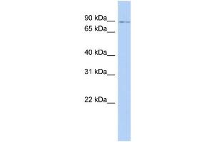 WB Suggested Anti-NFE2L1 Antibody Titration:  0. (NFE2L1 Antikörper  (Middle Region))