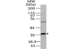 Image no. 1 for anti-Retina and Anterior Neural Fold Homeobox (RAX) (AA 100-313) antibody (ABIN5027505) (RAX Antikörper  (AA 100-313))