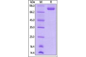 Biotinylated Human Neuropilin-1, His,Avitag on  under reducing (R) condition.