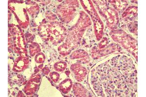Anti-ZGPAT antibody IHC staining of human kidney. (ZGPAT Antikörper  (C-Term))