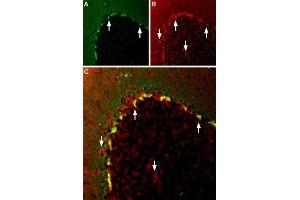 Immunohistochemistry (IHC) image for anti-Potassium Voltage-Gated Channel, Shaker-Related Subfamily, Member 2 (KCNA2) (AA 417-499), (Intracellular) antibody (ABIN7043517)