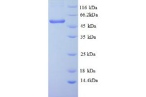 SDS-PAGE (SDS) image for ATPase, Na+/K+ Transporting, beta 1 Polypeptide (ATP1B1) (AA 1-497), (full length) protein (His tag) (ABIN5712880) (ATP1B1 Protein (AA 1-497, full length) (His tag))