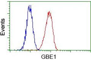 Flow cytometric analysis of Hela cells, using anti-GBE1 antibody (ABIN2453066), (Red) compared to a nonspecific negative control antibody (TA50011) (Blue). (GBE1 Antikörper)