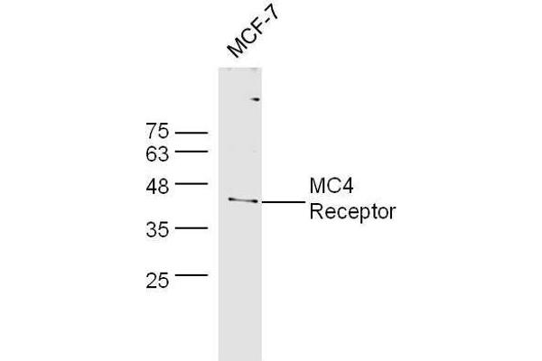 MC4R Antikörper  (AA 1-50)