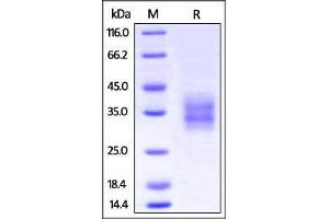Cynomolgus 4-1BB, His Tag on SDS-PAGE under reducing (R) condition. (CD137 Protein (AA 24-186) (His tag))