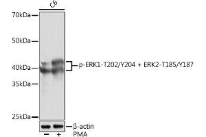 Western blot analysis of extracts of C6 cells, using Phospho-ERK1-T202/Y204 + ERK2-T185/Y187 Rabbit mAb (ABIN7268623) at 1:1000 dilution. (ERK1 Antikörper  (pThr185, pThr202, pThr204, pTyr187))