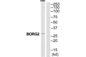 Western Blotting (WB) image for anti-CDC42 Effector Protein (Rho GTPase Binding) 3 (CDC42EP3) (N-Term) antibody (ABIN1851042) (CDC42EP3 Antikörper  (N-Term))