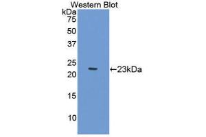 Western Blotting (WB) image for anti-Gastrokine 2 (GKN2) (AA 21-184) antibody (ABIN1176691) (Gastrokine 2 Antikörper  (AA 21-184))