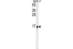 Western Blotting (WB) image for anti-Ribosomal Protein S26 (RPS26) antibody (ABIN3002285) (RPS26 Antikörper)