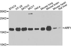 Western blot analysis of extracts of various cell lines, using ARF1 antibody (ABIN5975867) at 1/500 dilution. (ARF1 Antikörper)